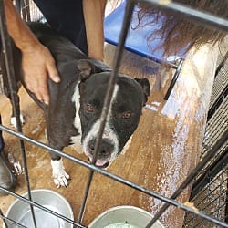 Photo of Ikaika, adoptable Mixed Breed (Large) Mixed Breed (Large) in Waianae, Hawaii