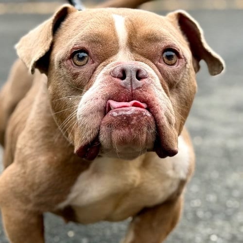 Photo of Lil Mama, adoptable English Bulldog in Canton, Connecticut