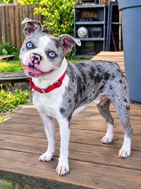 Photo of Bravo, adoptable Boston Terrier in St. Louis, Missouri