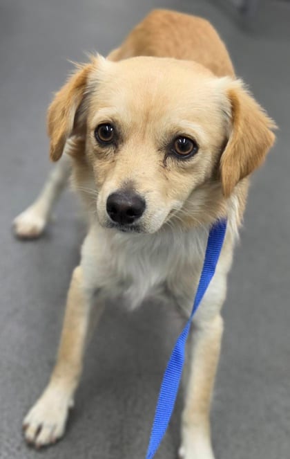 Photo of 161929, adoptable Spaniel, American Cocker/Mix in Bakersfield, California