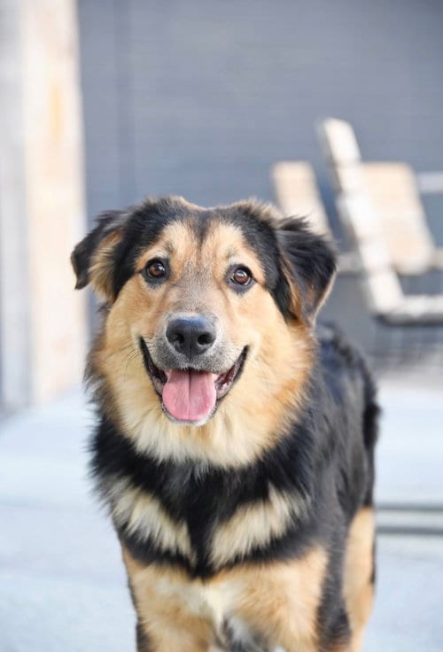 Photo of Zuess, adoptable Australian Shepherd in Sandy, Utah