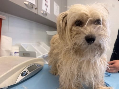 Photo of Libman, adoptable Shih Tzu in Mesa, Arizona