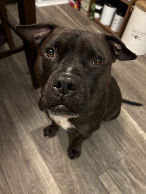 Photo of Wally, adoptable Staffordshire Bull Terrier in Lockport, New York