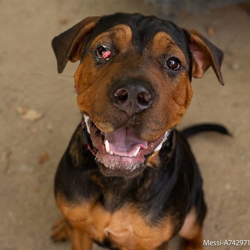 Photo of Messi, adoptable Terrier in Sacramento, California