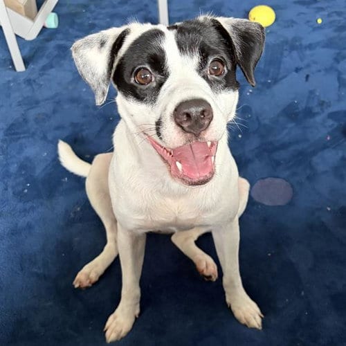 Photo of Sandy, adoptable Terrier in San Antonio, Texas