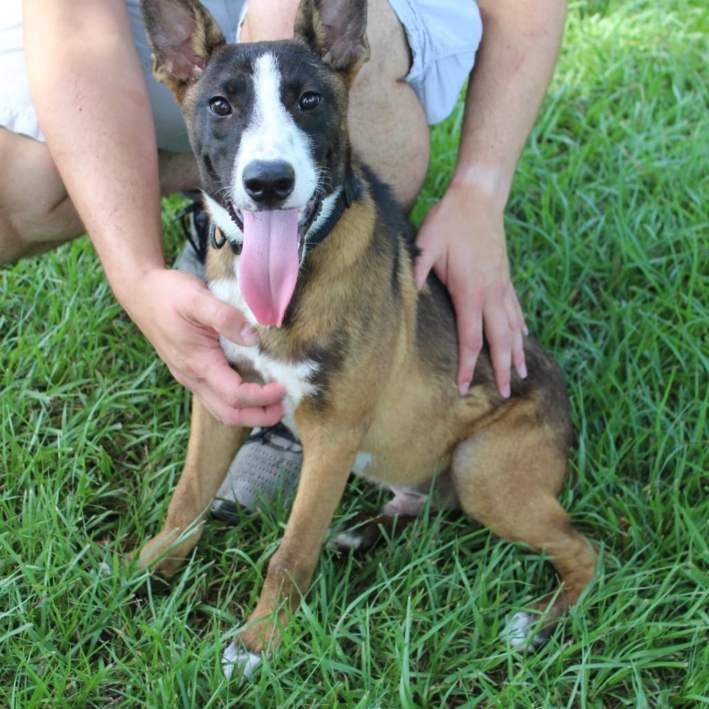 Photo of Cassius, adoptable Mixed Breed (Medium) in Buffalo, Minnesota