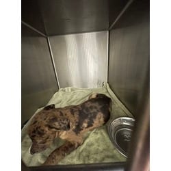 Photo of Specks, adoptable Mixed Breed (Medium) in Baton Rouge, Louisiana