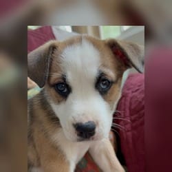 Photo of Peanut, adoptable Australian Shepherd Poodle (Miniature) in Winchester, Virginia