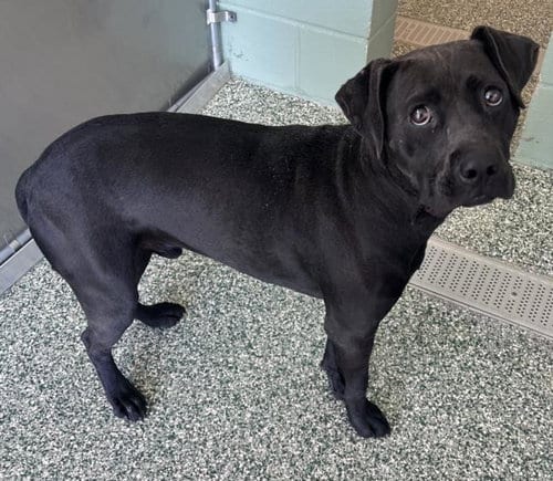 Photo of Ron, adoptable Labrador Retriever in Salisbury, North Carolina