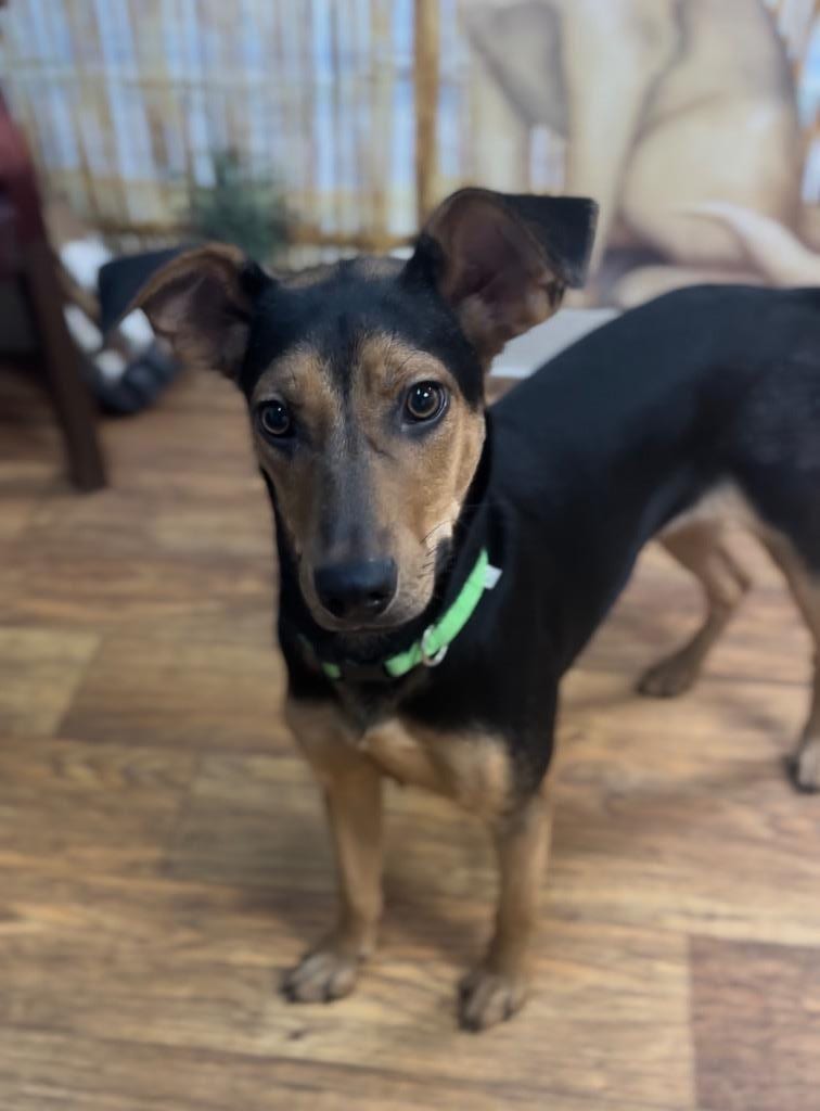 Photo of Misty, adoptable Mixed Breed in Ocala, Florida