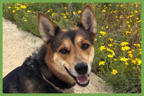 Photo of Tori, adoptable German Shepherd Dog in Amherst, Massachusetts
