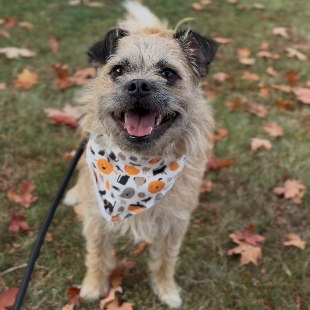 Photo of Jerry, adoptable Terrier in Newberg, Oregon