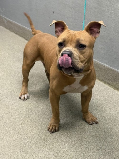 Photo of Survivor, adoptable Pit Bull Terrier in Las Vegas, Nevada