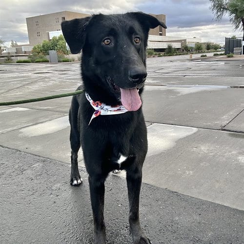 Photo of Boxer, adoptable German Shepherd Dog in Mesa, Arizona
