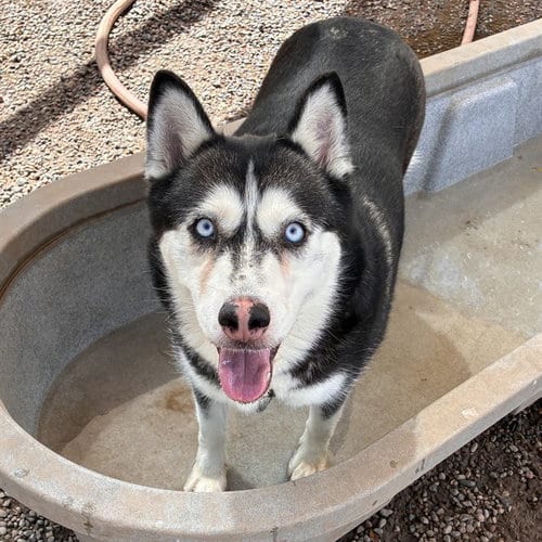 Photo of Bunny, adoptable Husky in Phoenix, Arizona