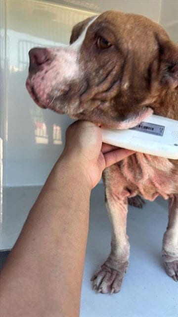 Photo of A662230, adoptable Basset Hound in Houston, Texas