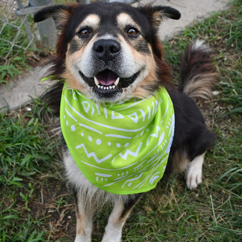 Photo of Tarzan, adoptable Chow Chow / Shepherd, Australian in Beaumont, Texas