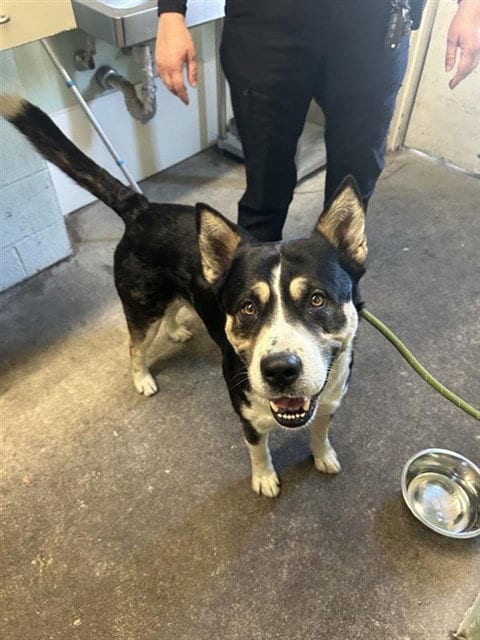 Photo of Moto, adoptable Husky in Sacramento, California