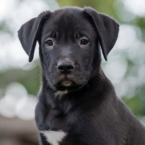 Photo of Justice Pup - Jury, adoptable Labrador Retriever in San Diego, California