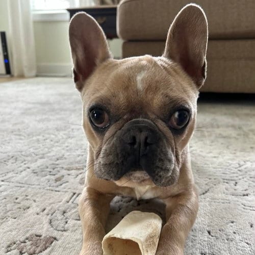 Photo of Suess, adoptable French Bulldog in Spring Lake, North Carolina