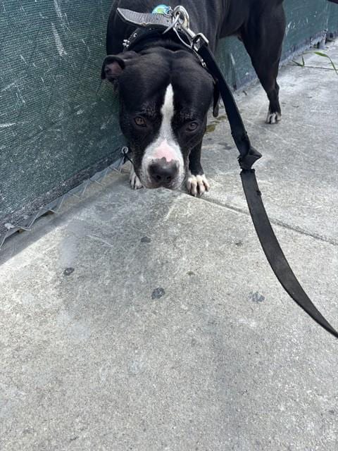 Photo of William, adoptable American Bulldog in Miami, Florida