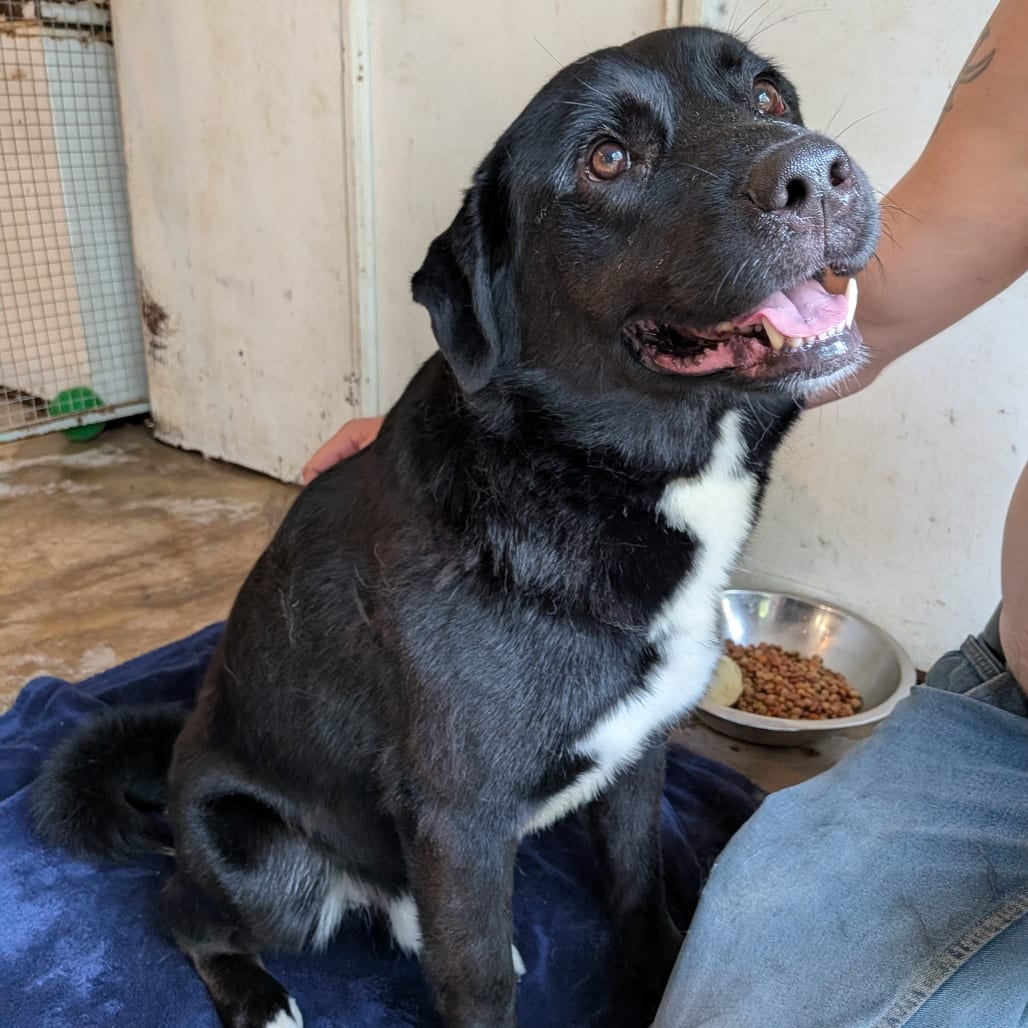 Photo of Jack, adoptable Akita / Shepherd, Australian in Boonville, Missouri
