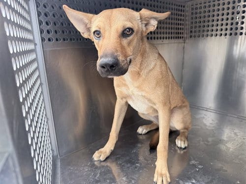 Photo of Paloma, adoptable German Shepherd Dog in Phoenix, Arizona