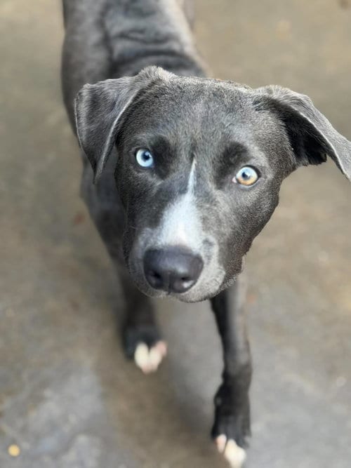 Photo of Faucet, adoptable American Staffordshire Terrier in Inglewood, California