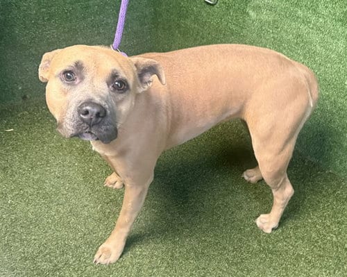 Photo of Lilo, adoptable Staffordshire Bull Terrier in Lancaster, California