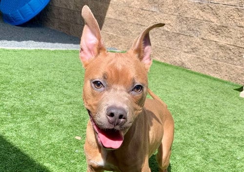 Photo of Snoops, adoptable Pit Bull Terrier in Moreno Valley, California