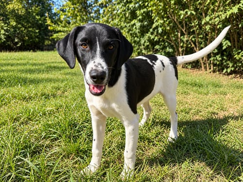 Photo of Balsam Fir (m), adoptable Labrador Retriever in Nashville, Tennessee