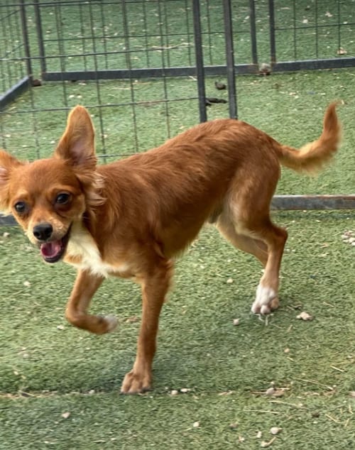 Photo of Rocky Red in TX, adoptable Chihuahua in Cranston, Rhode Island