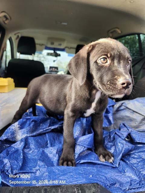 Photo of Kiwi, adoptable American Staffordshire Terrier in San Antonio, Texas