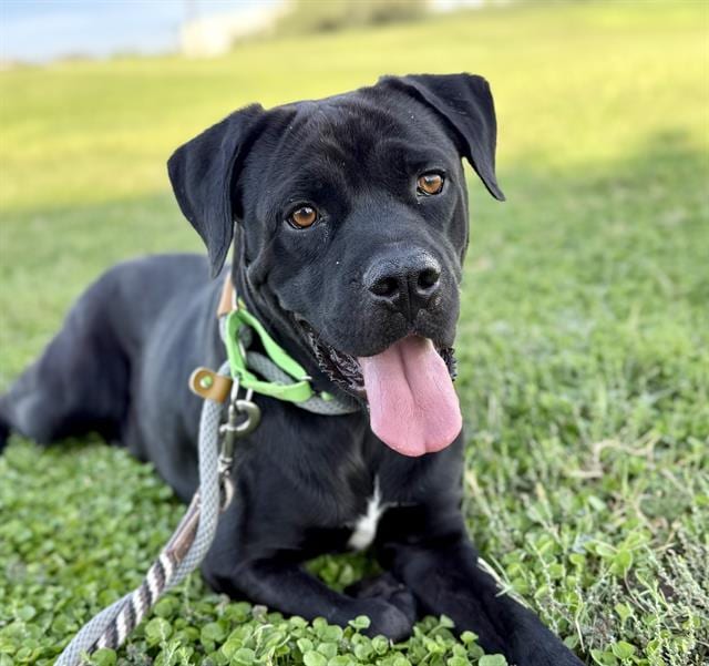 Photo of Hugo, adoptable dog