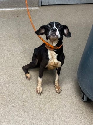 Photo of Harper, adoptable dog in Chamblee, Georgia