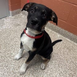 Photo of Grace, adoptable American Pit Bull Terrier German Shepherd Dog in Pueblo, Colorado