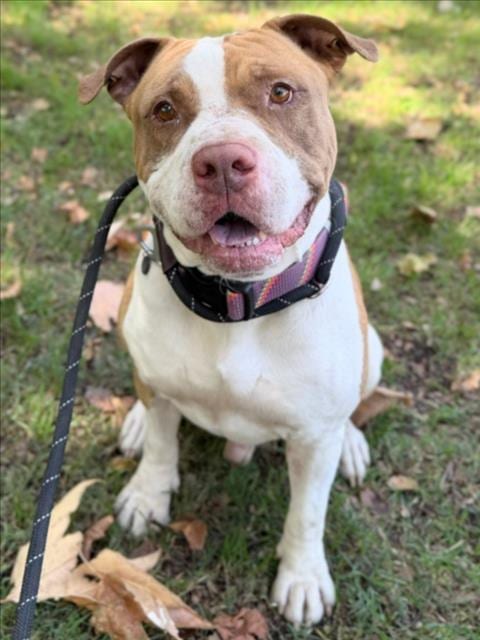 Photo of Kratos, adoptable Pit Bull Terrier in Woodland, California