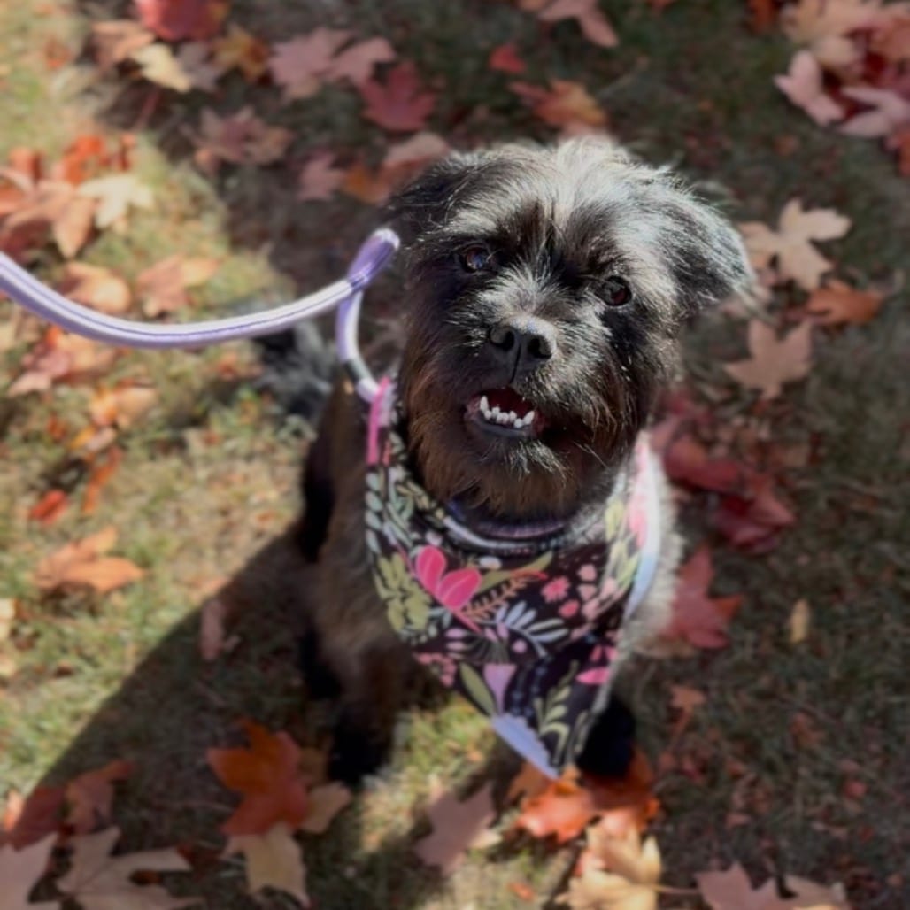 Photo of Tipsy, adoptable Terrier / Mix in Newberg, Oregon