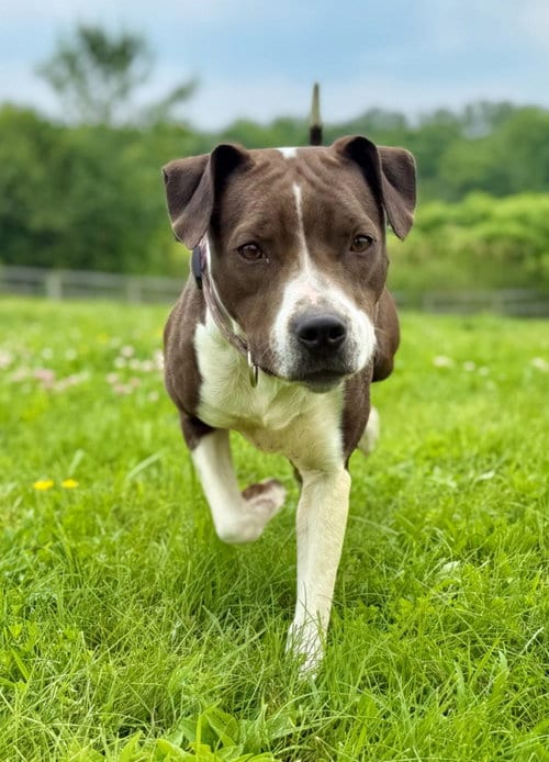 Photo of Mocha, adoptable Pointer in Hudson, New York