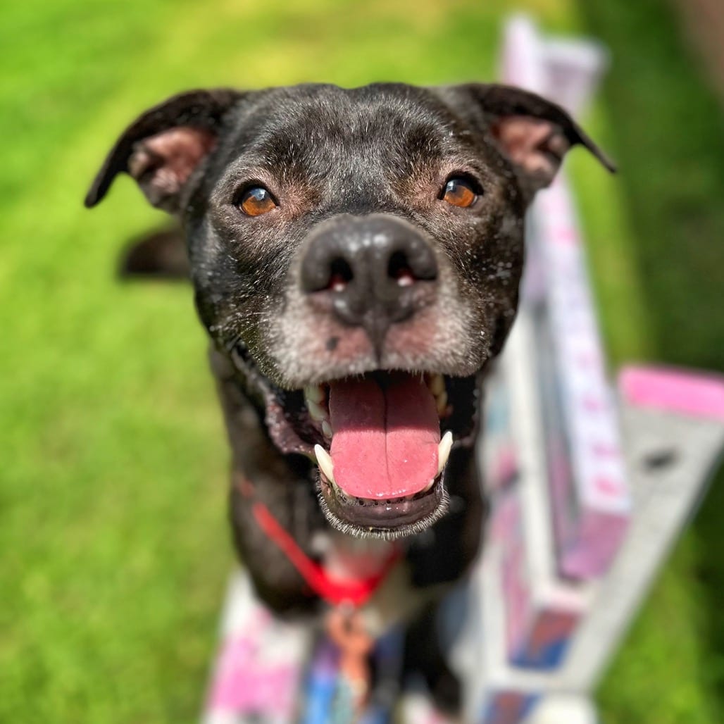 Photo of Goose, adoptable Mixed Breed (Large) in Fredericksburg, Virginia