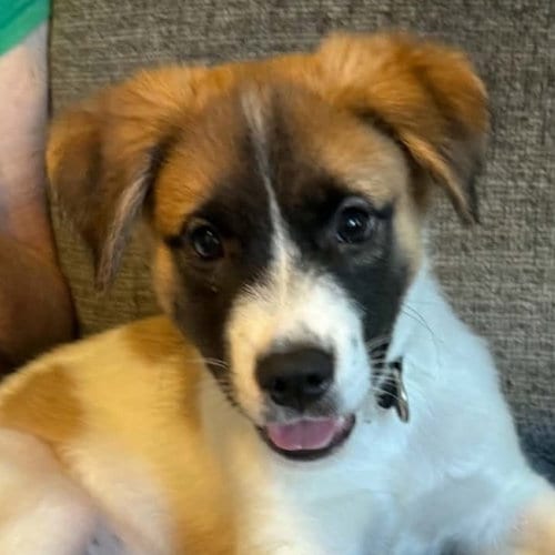 Photo of Schnappi, adoptable Unknown breed (medium coat) in Normal, Illinois