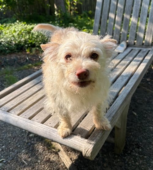 Photo of Mari, adoptable Cairn Terrier in Bellevue, Washington
