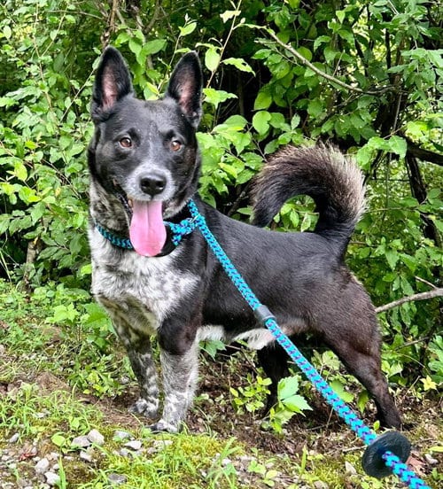 Photo of Mikey, adoptable Unknown breed (short coat) in Elkins, West Virginia