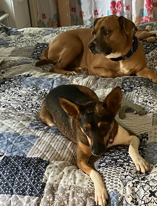 Photo of Penelope, adoptable Feist in Atlanta, Georgia