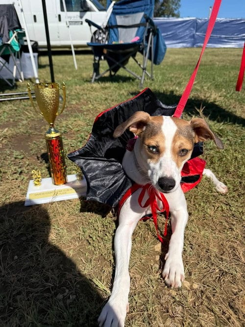 Photo of Pebble Marie, adoptable Jack Russell Terrier in Evansville, Indiana