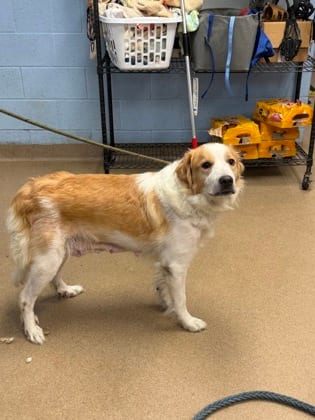 Photo of Sandra D, adoptable dog in Chamblee, Georgia
