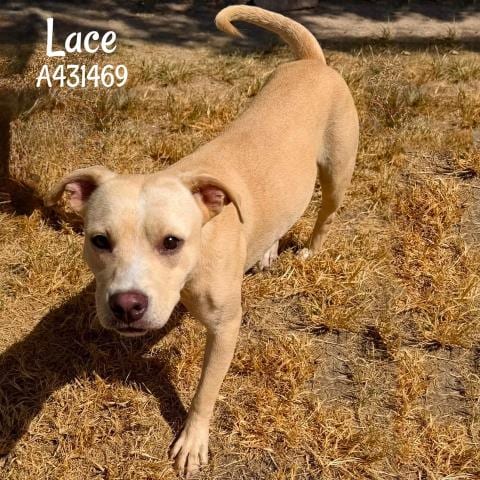 Photo of Lace, adoptable Labrador Retriever in Conroe, Texas