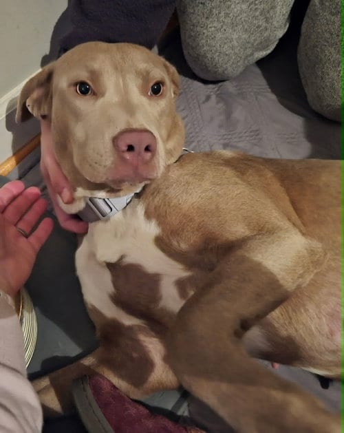 Photo of Zoey (Momma), adoptable Labrador Retriever in Holly Springs, North Carolina