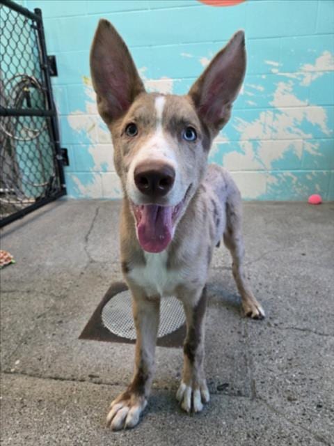 Photo of Maple, adoptable Australian Cattle Dog/Blue Heeler in Woodland, California