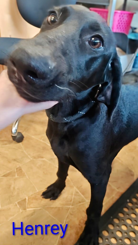 Photo of Henrey, adoptable Weimaraner in Mena, Arkansas